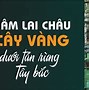 Cây Sâm Lai Châu